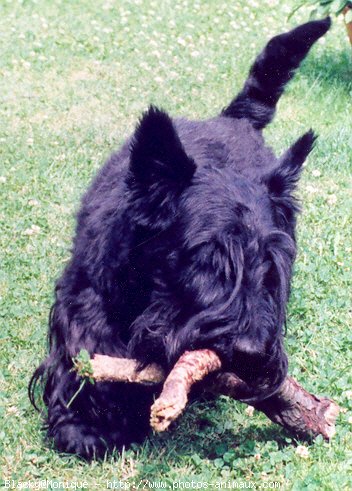 Photo de Scottish terrier