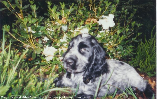 Photo de Cocker anglais