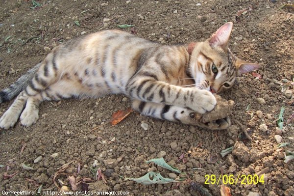 Photo de Chat domestique