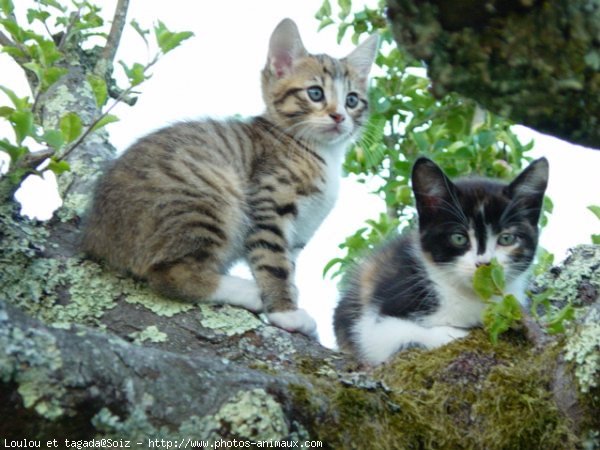 Photo de Chat domestique