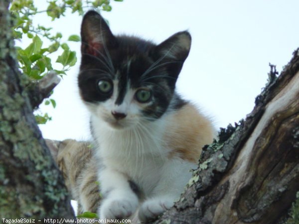 Photo de Chat domestique