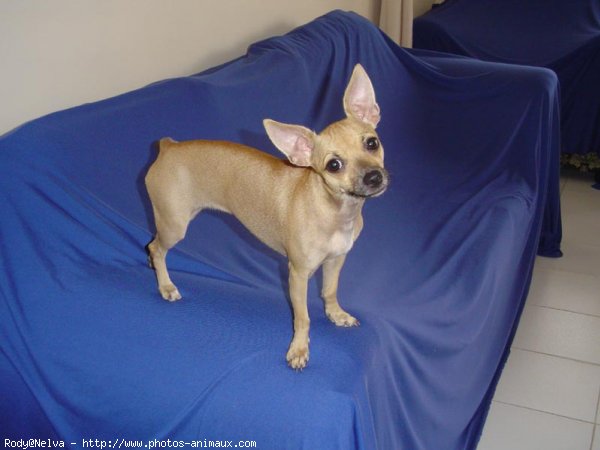 Photo de Chihuahua  poil court