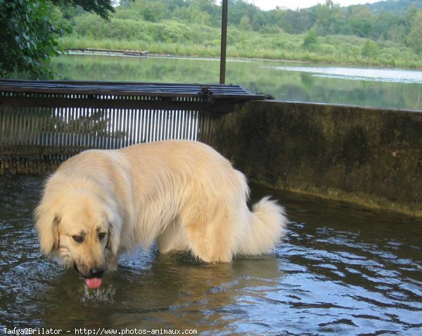 Photo de Chien de berger yougoslave de charplanina