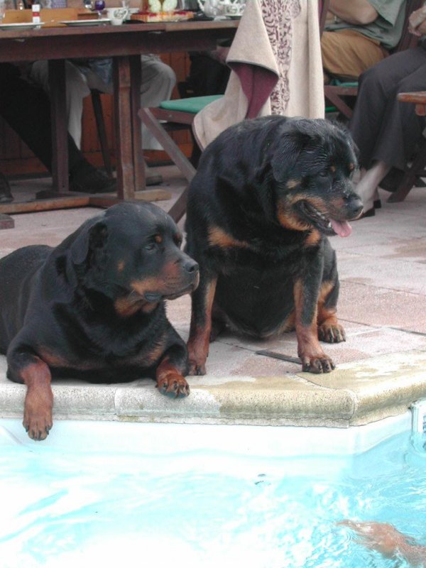 Photo de Rottweiler