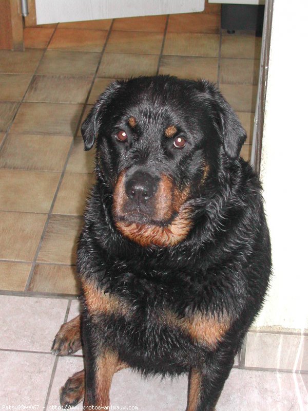 Photo de Rottweiler