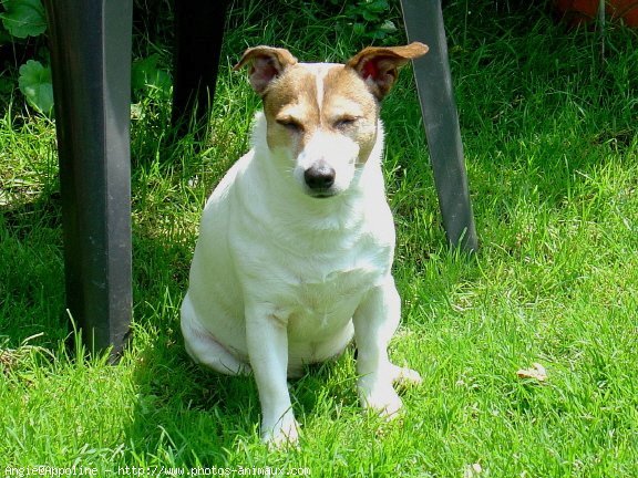 Photo de Jack russell terrier