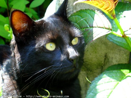 Photo de Chat domestique