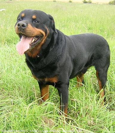 Photo de Rottweiler