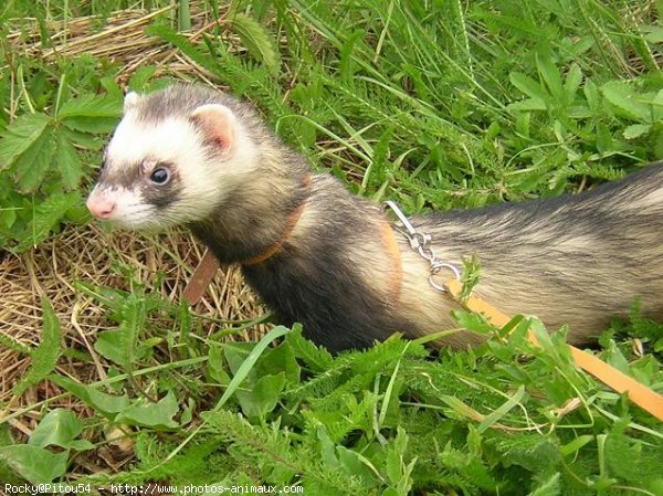 Photo de Furet