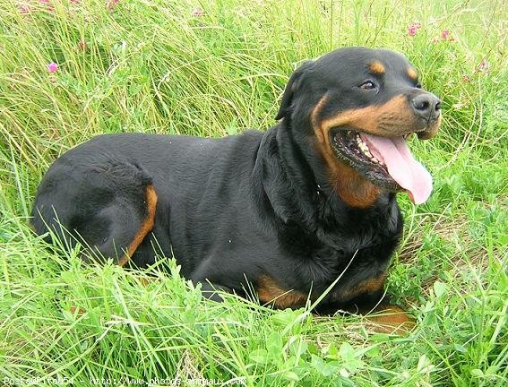 Photo de Rottweiler