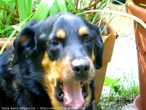 Photo de Rottweiler