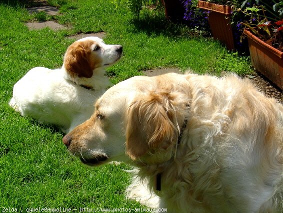 Photo de Races diffrentes