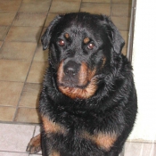 Photo de Rottweiler