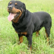 Photo de Rottweiler