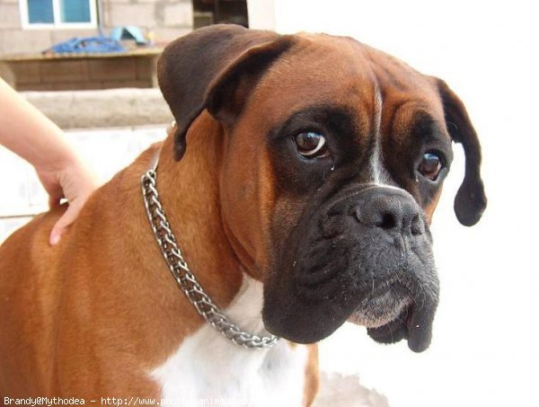 Photo de Boxer