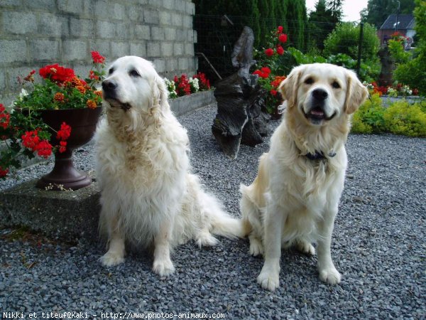 Photo de Golden retriever