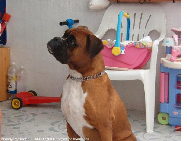 Photo de Boxer