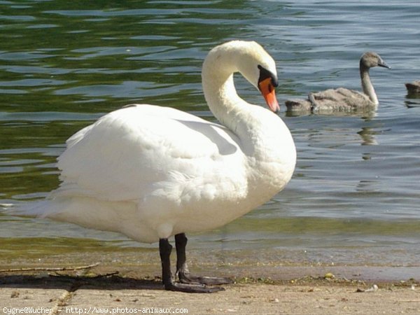 Photo de Cygne