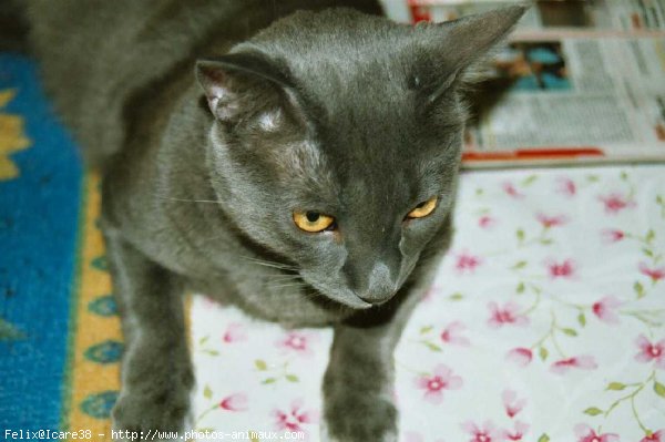 Photo de Chat domestique