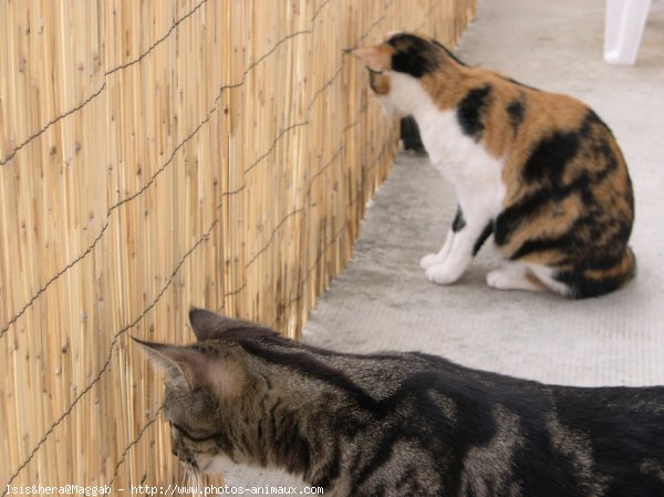 Photo de Chat domestique