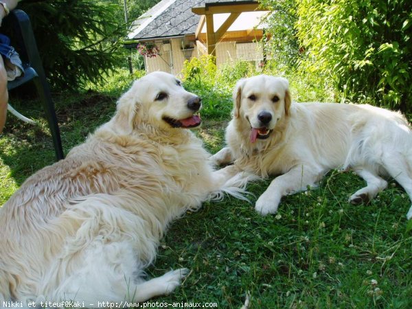 Photo de Golden retriever