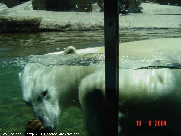 Photo d'Ours