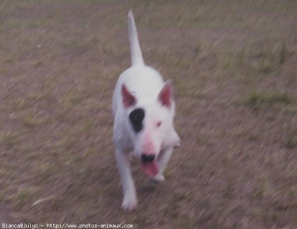 Photo de Bull terrier miniature