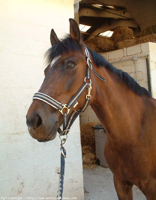 Photo de Poney franais de selle