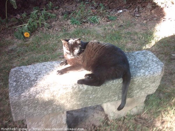 Photo de Chat domestique