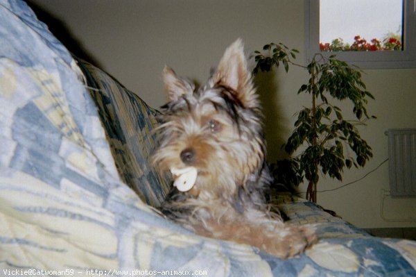 Photo de Yorkshire terrier