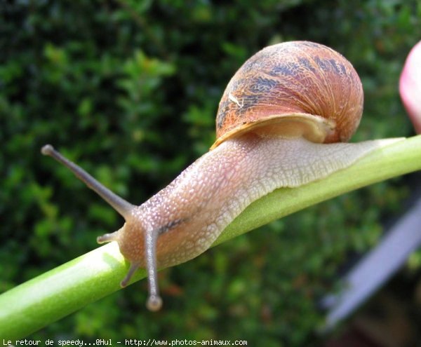 Photo d'Escargot