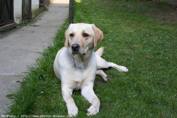 Photo de Labrador retriever