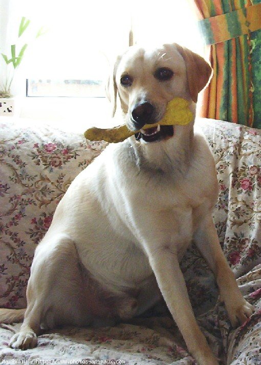 Photo de Labrador retriever