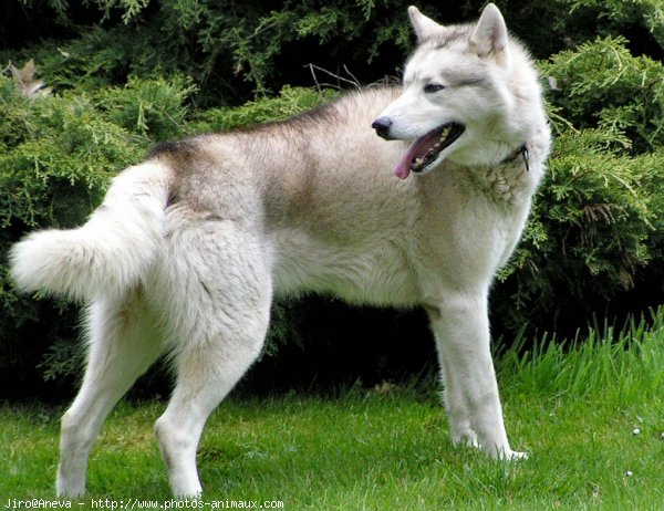 Photo de Husky siberien