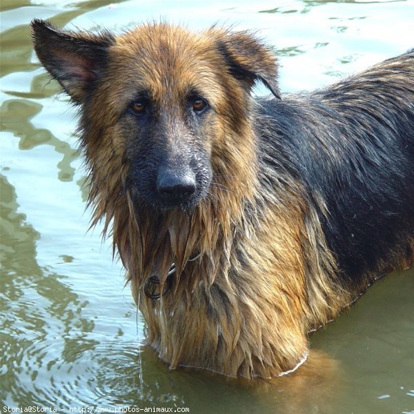 Photo de Berger allemand  poil court