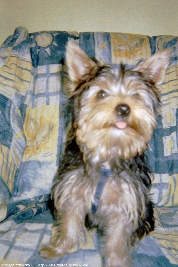 Photo de Yorkshire terrier