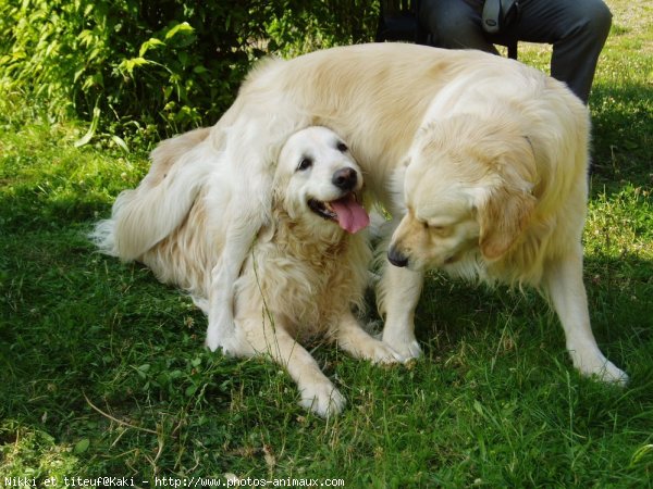 Photo de Golden retriever