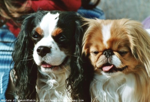 Photo de Cavalier king charles spaniel