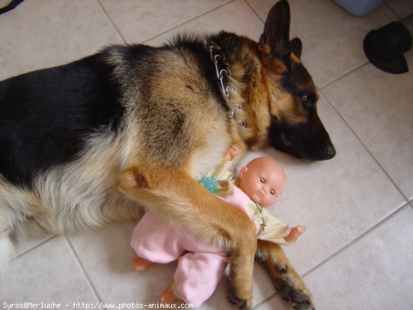 Photo de Berger allemand  poil court