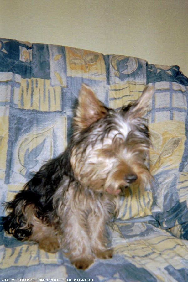 Photo de Yorkshire terrier