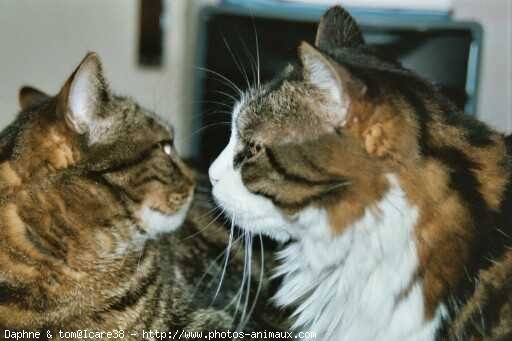 Photo de Chat domestique