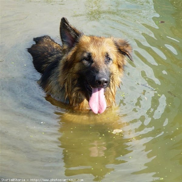 Photo de Berger allemand  poil court