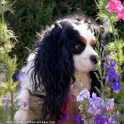 Photo de Cavalier king charles spaniel