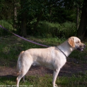 Photo de Labrador retriever