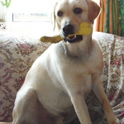 Photo de Labrador retriever