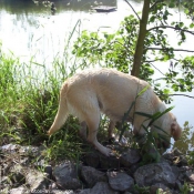 Photo de Labrador retriever