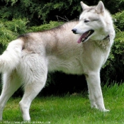 Photo de Husky siberien