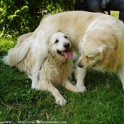 Photo de Golden retriever