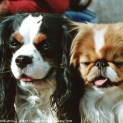 Photo de Cavalier king charles spaniel