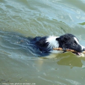 Photo de Border collie